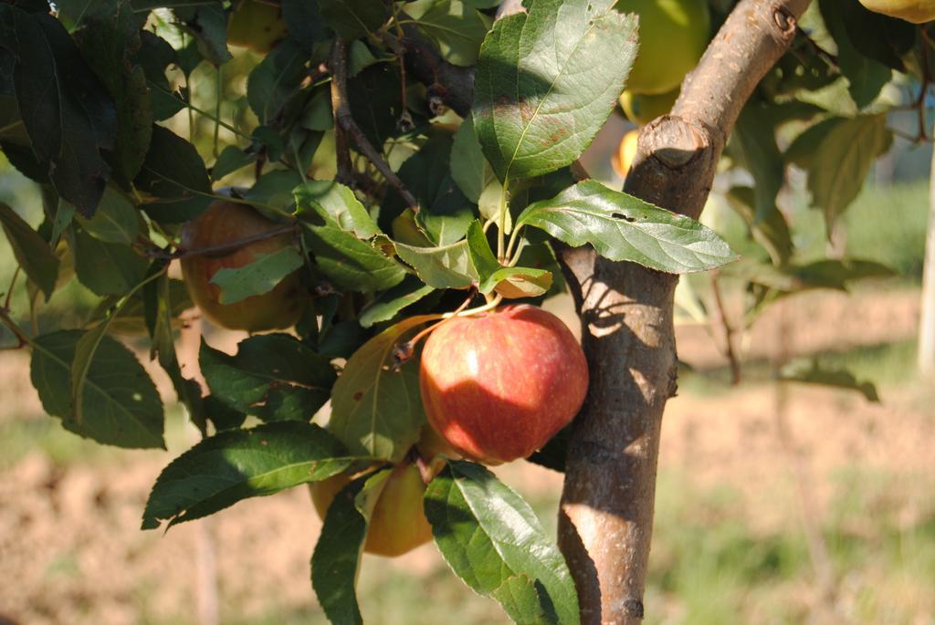 Cascina Bosco Gerolo Rivergaro